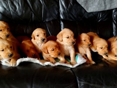 Golden Retriever Puppies in Keady – IKC Registered