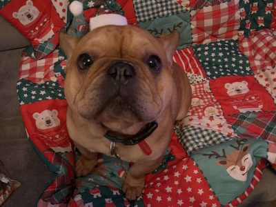 Playful French Bulldogs for Sale in Enniscorthy