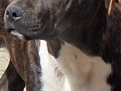 Pit Bull Terrier Pups for Sale in Waterford