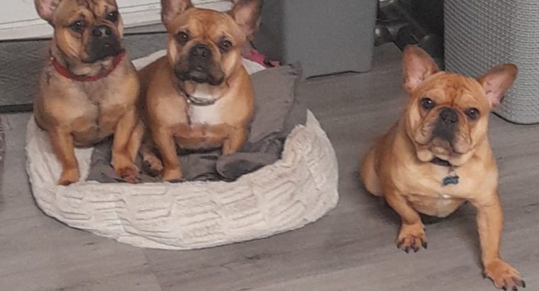 2 xFrenchbulldogs 2yrs old, one male,one female