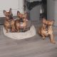 2 xFrenchbulldogs 2yrs old, one male,one female