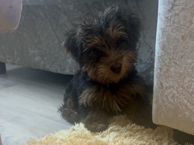 Yorkshire Terrier Puppy in Co.Mayo – IKC Registered