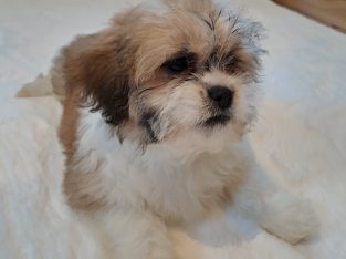 Stunning Shihtzu puppies for sale