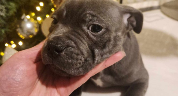 Staffordshire Bull Terrier Blue puppies