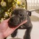 Staffordshire Bull Terrier Blue puppies