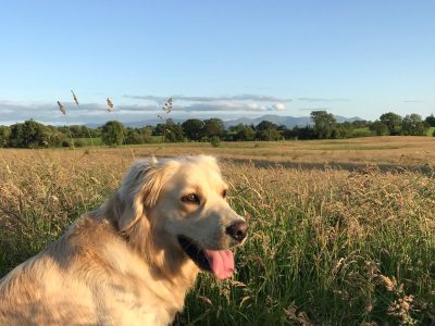 Golden Retriever for Stud in Tipperary