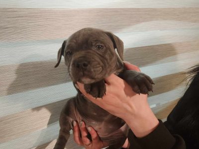Staffordshire Bull Terrier Puppies in Nenagh
