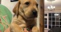 Labrador x beagle pups for sale
