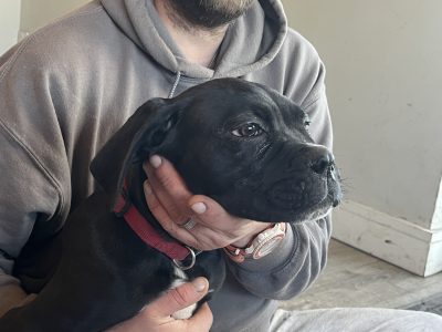 Cane Corso Puppies for Sale in Cahersiveen