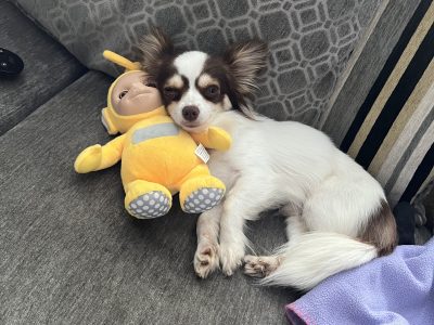 Chihuahua for Stud in Cavan – IKC Registered