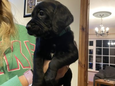 Labrador x Beagle Puppies in Waterford – IKC Registered
