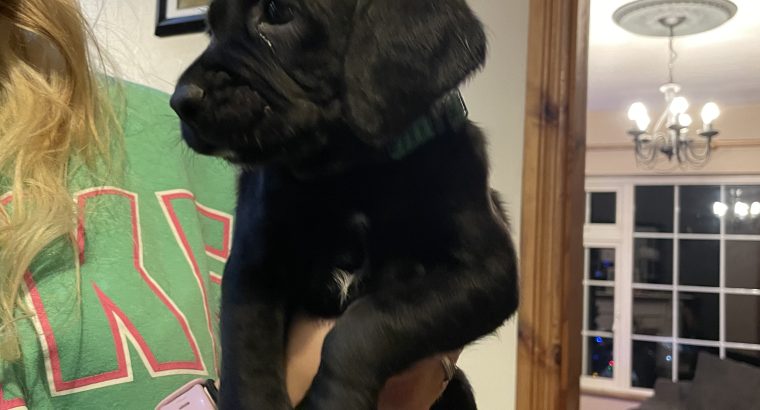 Labrador x beagle pups for sale