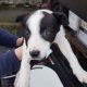 Border Collie pups for sale