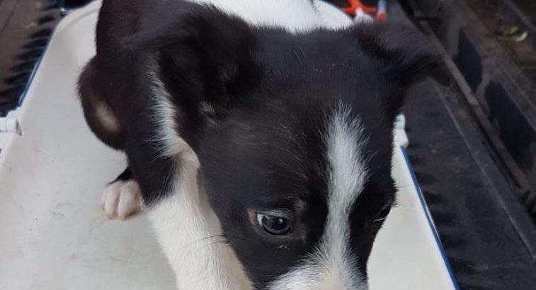 Border Collie pups for sale