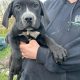 Outstanding Cane Corso Puppies