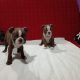 Choco boston terrier pups