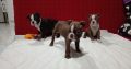 Choco boston terrier pups