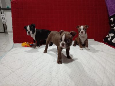Choco Boston Terrier Puppies in Drogheda
