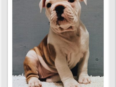 Bulldog Puppies for Sale in Ballymore
