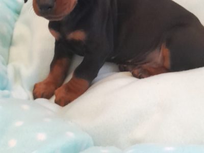 Miniature Dachshund Puppies in Dublin – IKC Registered