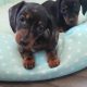 Ikc miniature dachshund puppies