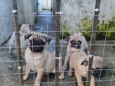 Fawn Pug Puppies for Sale in Newcastle West