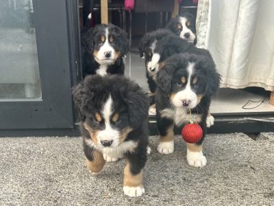 Bernese Mountain Dog Puppies in Galway