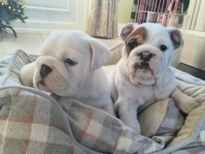 IKC Registered Bulldog Puppies in Enniscorthy