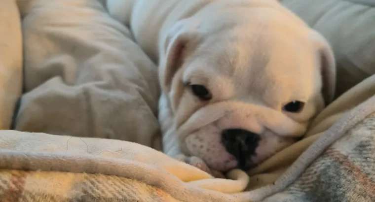 Bulldog puppies for sale