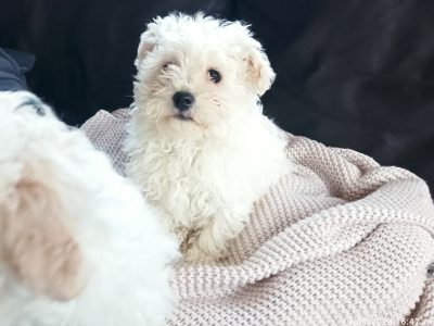 Bichon Frise Puppies for Sale in Newcastle West