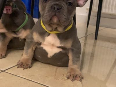 French Bulldogs in Laois – Lilac Companions