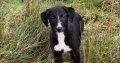 Lurcher Puppies for Sale