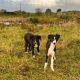 Lurcher Puppies for Sale