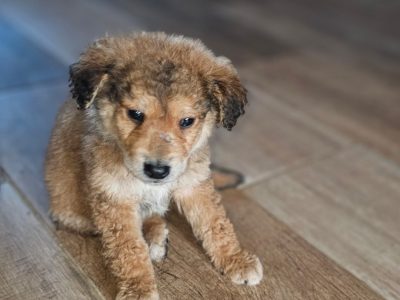 Golden Retriever Pups in Cootehill – Playful & Friendly