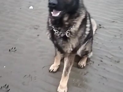 German Shepherd Puppies in Donegal Town