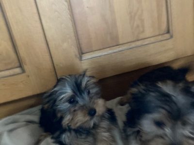 Yorkshire Terrier Pups for Sale in Ballinagh