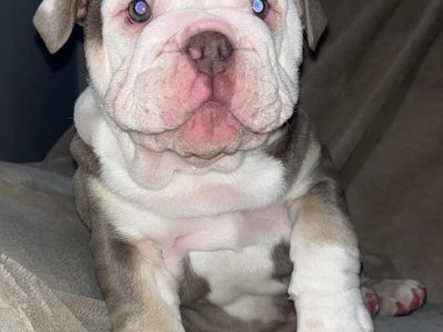 Beautiful British Bulldogs for Sale in Ireland
