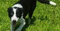 Border Collie pups for sale