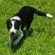 Border Collie pups for sale