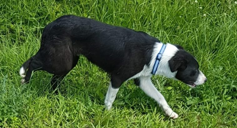 Border Collie pups for sale