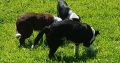 Border Collie pups for sale