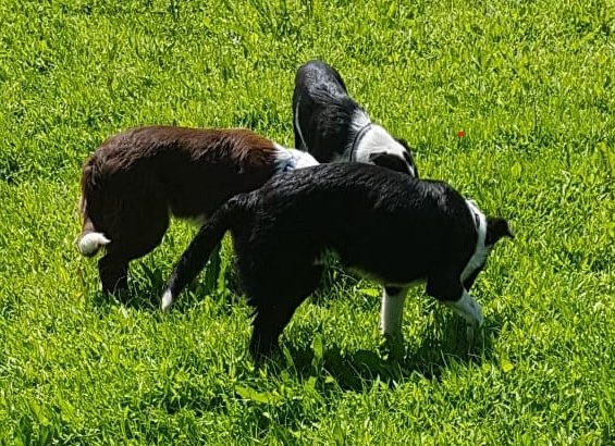 Border Collie pups for sale