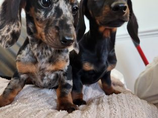 Beautiful mini dachshund puppies ð¶