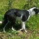 Border Collie pups for sale