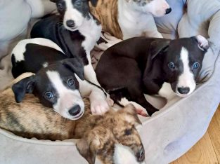 Purebred Whippet pups for sale