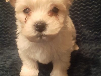 West Highland Puppies for Sale in Abbeyfeale