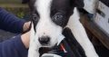 Border Collie pups for sale