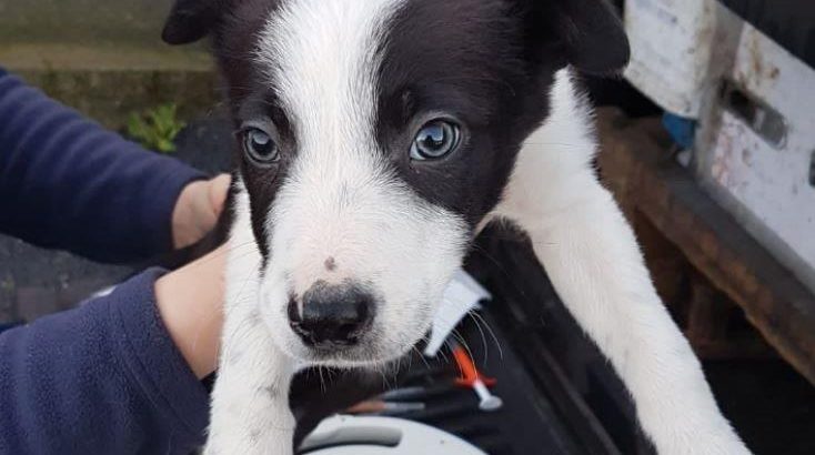 Border Collie pups for sale