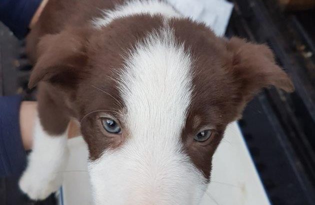 Border Collie pups for sale