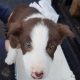 Border Collie pups for sale